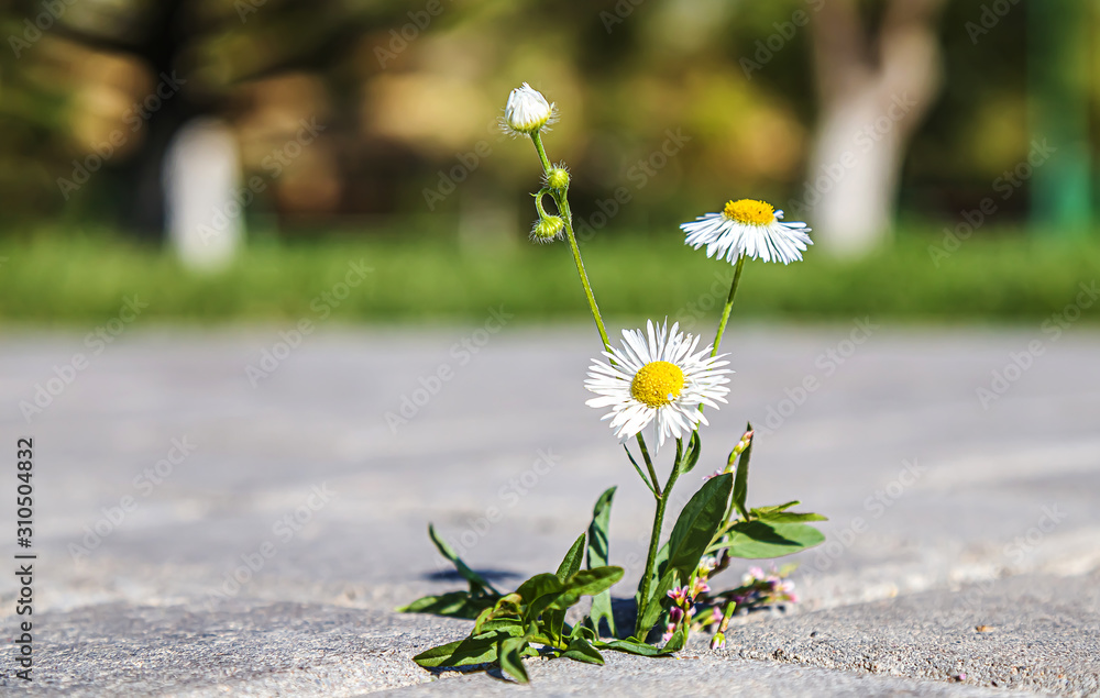 Naklejka premium Plant weeds between paving tiles
