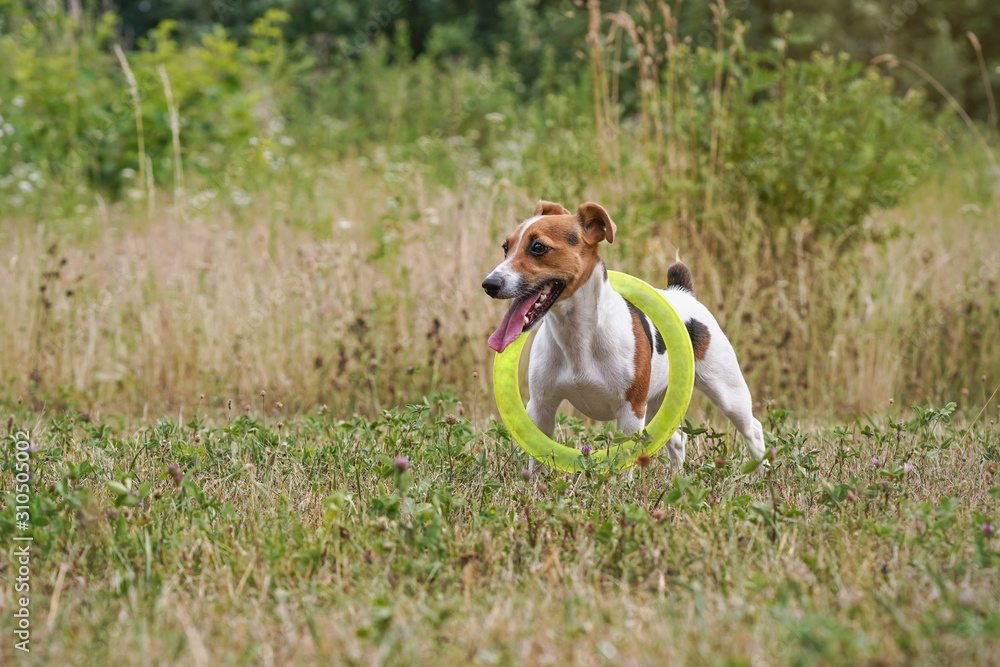 Small Jack Russell terrier playing with green throwing disc, standing and waiting with circle around her neck, tongue out