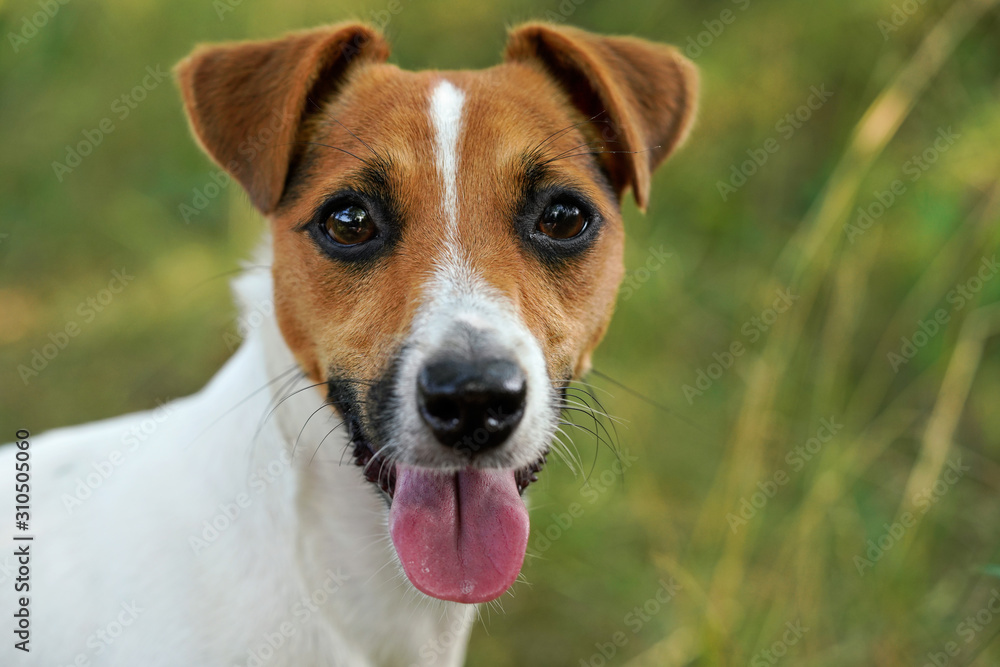 Jack Russell terrier dog with her tongue out, blurred grass in background, closeup portrait