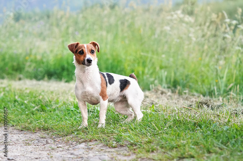 Fototapeta Naklejka Na Ścianę i Meble -  Small Jack Russell terrier dog standing on country road, blurred grass in background and around, her fur wet from swimming in river