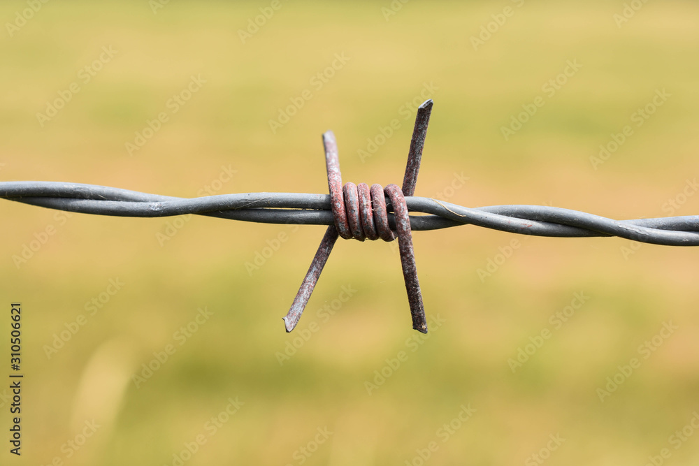 Isolated sharp metal barbed wire 