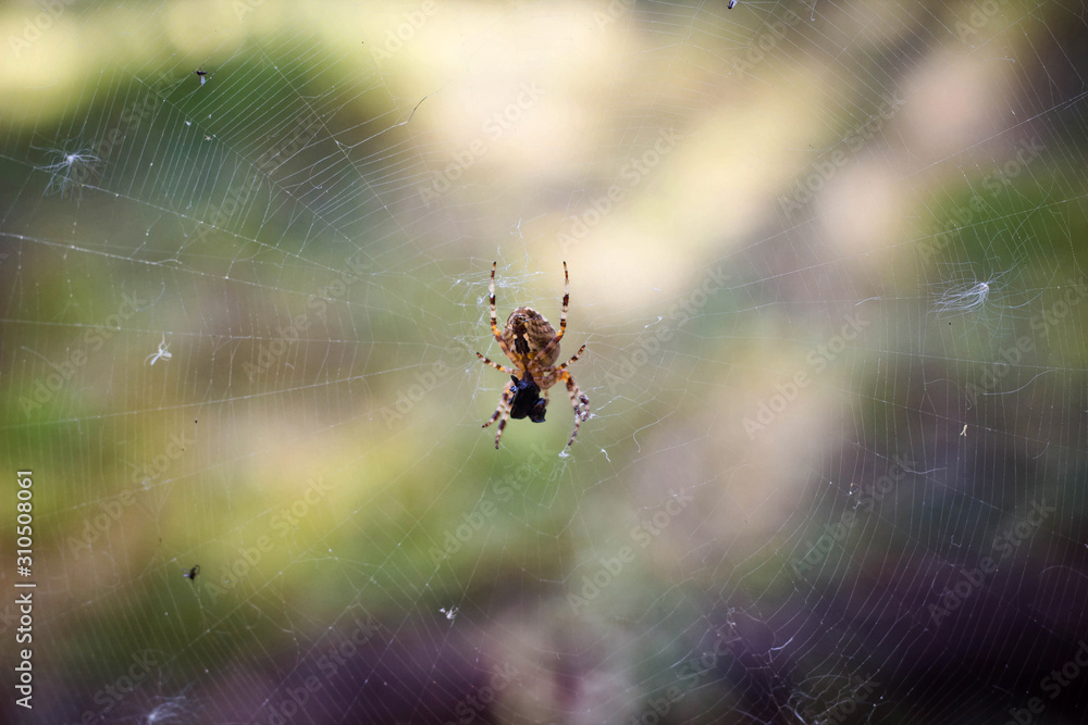 spider cross on a web on a background of forest bokeh. spider cross on a web on a background of forest bokeh.