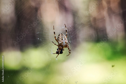 spider cross on a web on a background of forest bokeh.