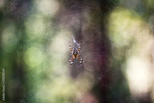 spider cross on a web on a background of forest bokeh.