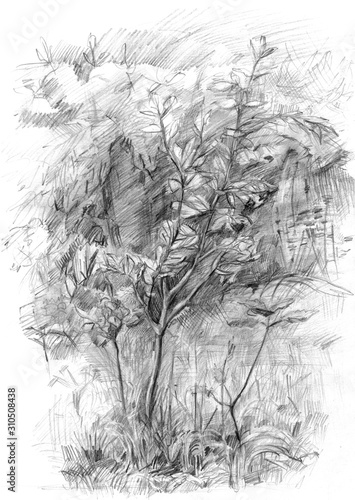 Sketch of bush