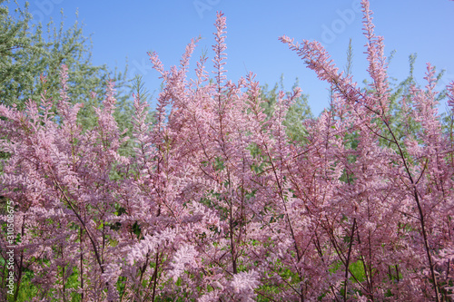 Tamarix ramosissima branches with pink flowers  © Natalia