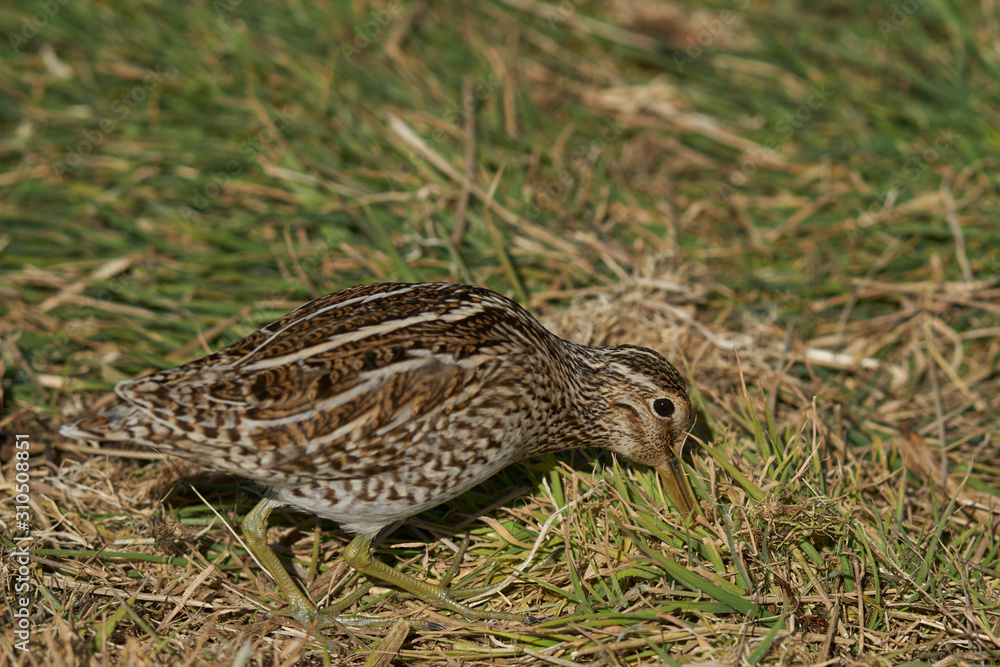 Magellanic Snipe (Gallinago paraguaiae magellanica) probing the ground looking for food on Sea Lion Island in the Falkland Islands. Magellanic Snipe (Gallinago paraguaiae magellanica) probing the ground looking for food on Sea Lion Island in the Falkland Islands.