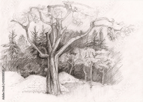 Sketch of Apple Tree in Autumn