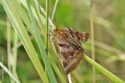 Insekt - braune Motte