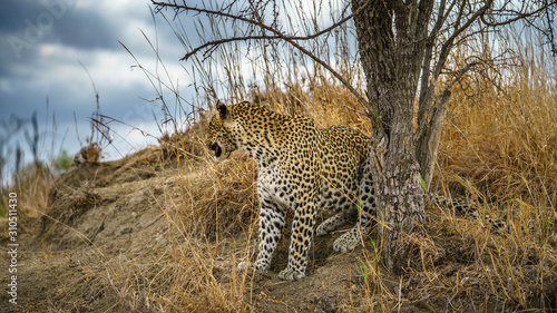 leopard in kruger national park, mpumalanga, south africa 129