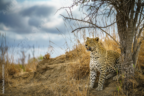 leopard in kruger national park, mpumalanga, south africa 161 © Christian B.