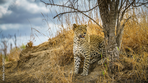 leopard in kruger national park, mpumalanga, south africa 182 © Christian B.