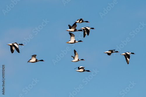 Flock of Common Shelduck ducks in flight in the morning. Their Latin name is Tadorna tadorna. © Maciej Olszewski