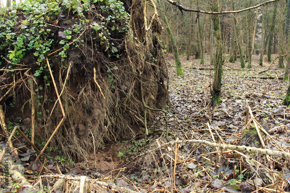 die große Wurzel im Wald die große Wurzel im Wald