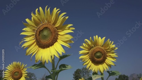 Beautiful flowers in the field