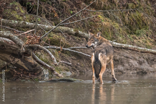 Wild Grey Wolf (Canis lupus) in his natural habitat. Carpathians Mountains. Poland © Szymon Bartosz