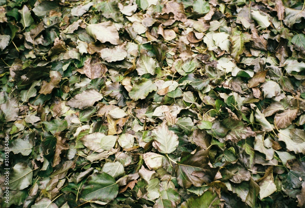 Autumn leaf on the sidewalk of city park. film photography Autumn leaf on the sidewalk of city park. film photography
