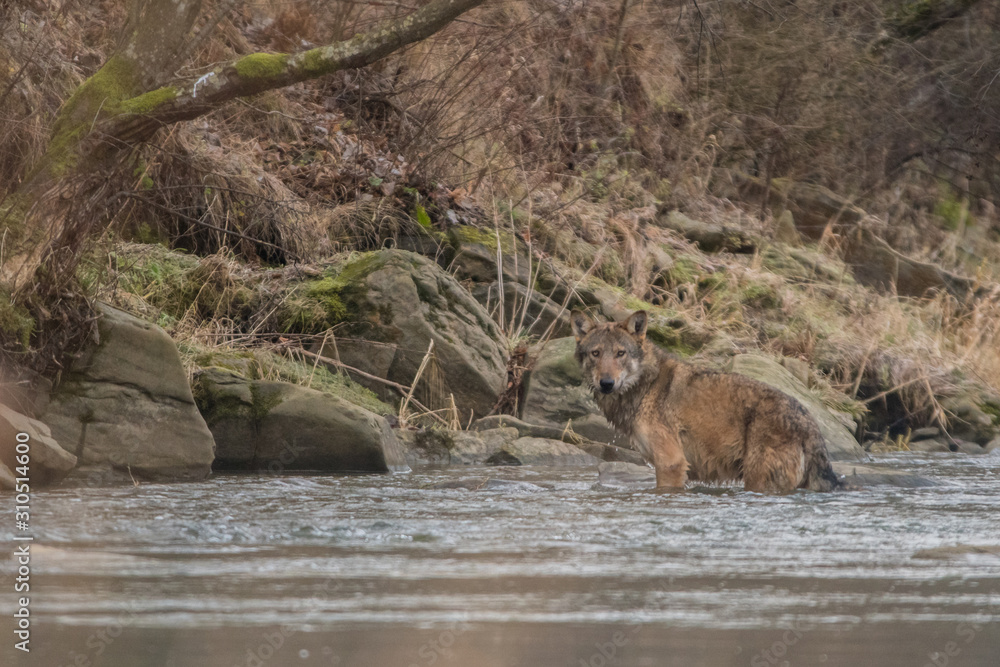 Wild Grey Wolf (Canis lupus) in his natural habitat. Carpathians Mountains. Poland Wild Grey Wolf (Canis lupus) in his natural habitat. Carpathians Mountains. Poland