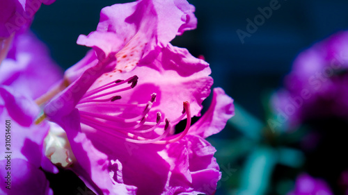 Flower up close