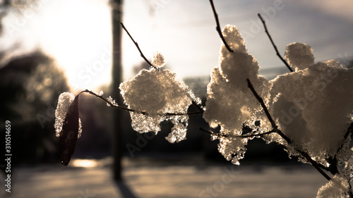 Branch in sun