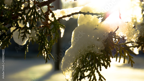 Peeking winter sun
