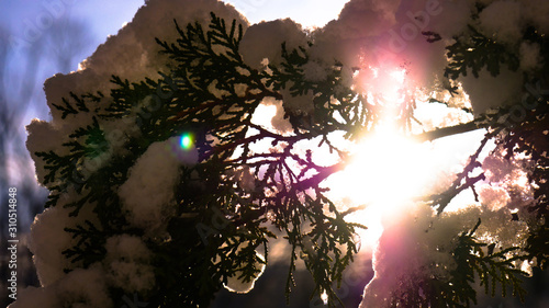 Sun through bush branch