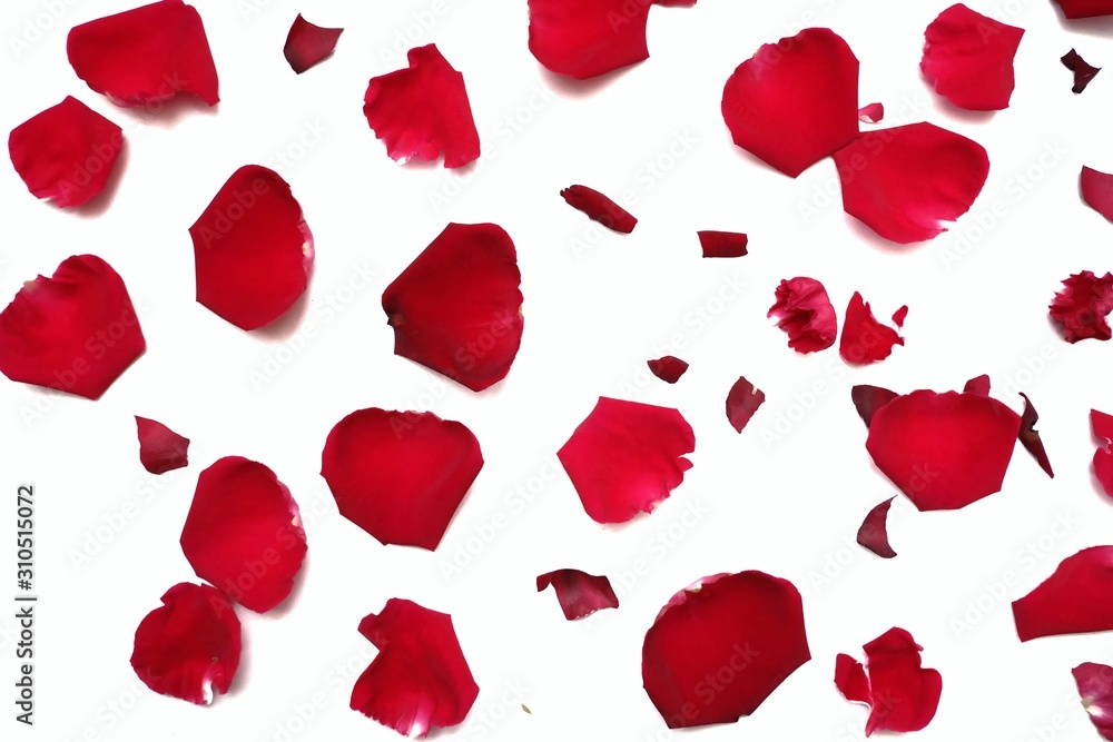 In selective focus of sweet red rose corollas on white isolated background and colorful flora details In selective focus of sweet red rose corollas on white isolated background and colorful flora details