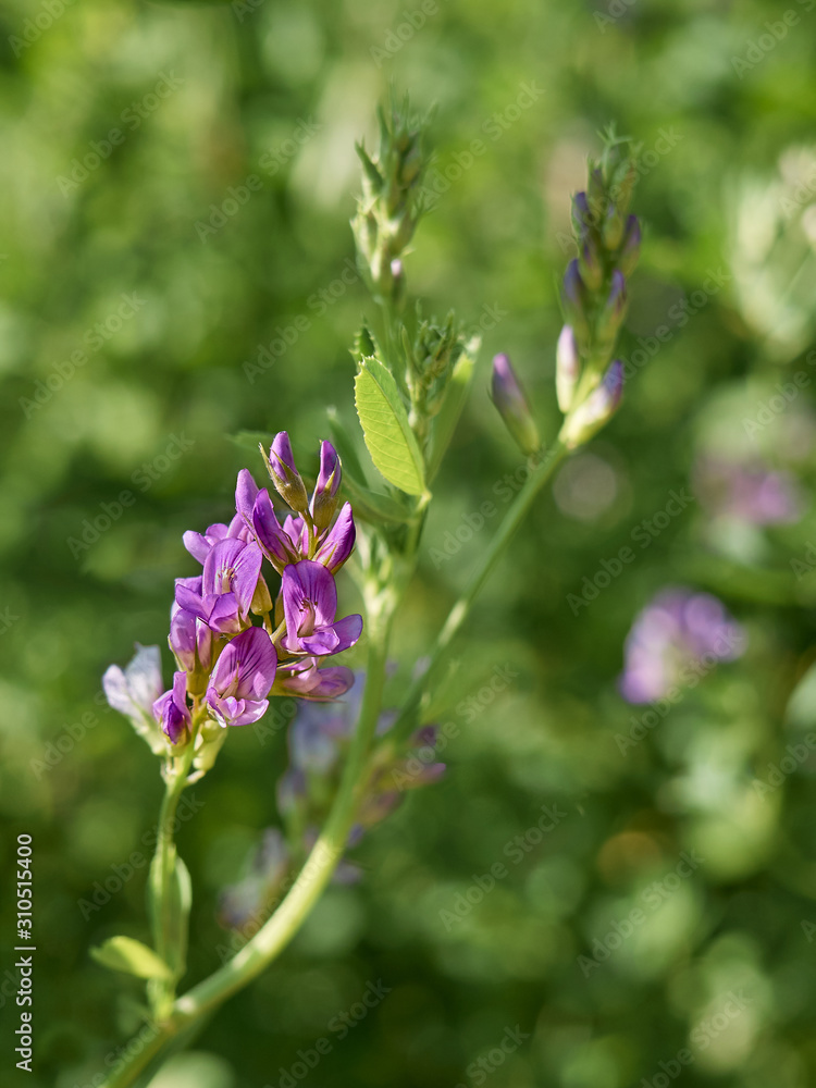 Purple alfalfa flowers are blooming in the field.