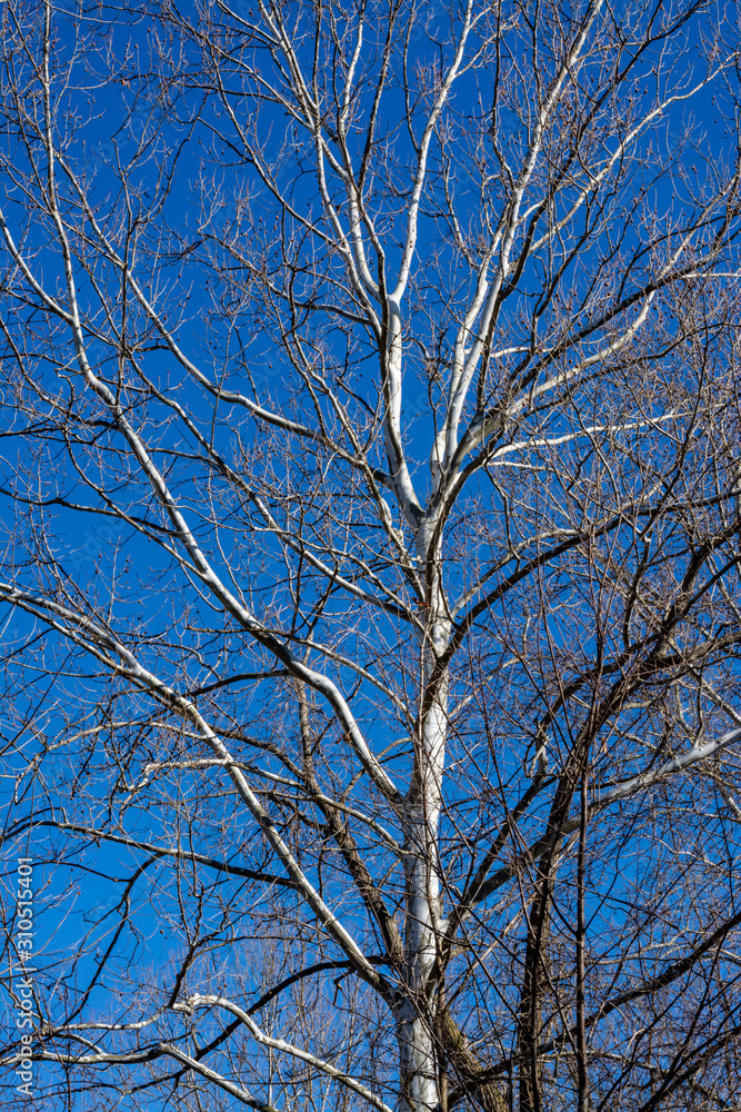 Birch trees along a river in early spring