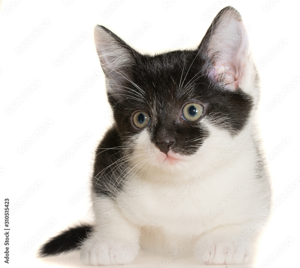 Bicolor black-white small shorthair kitten lay isolated