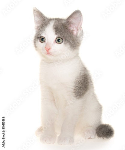 Bicolor gray-white small shorthair kitten sitting isolated