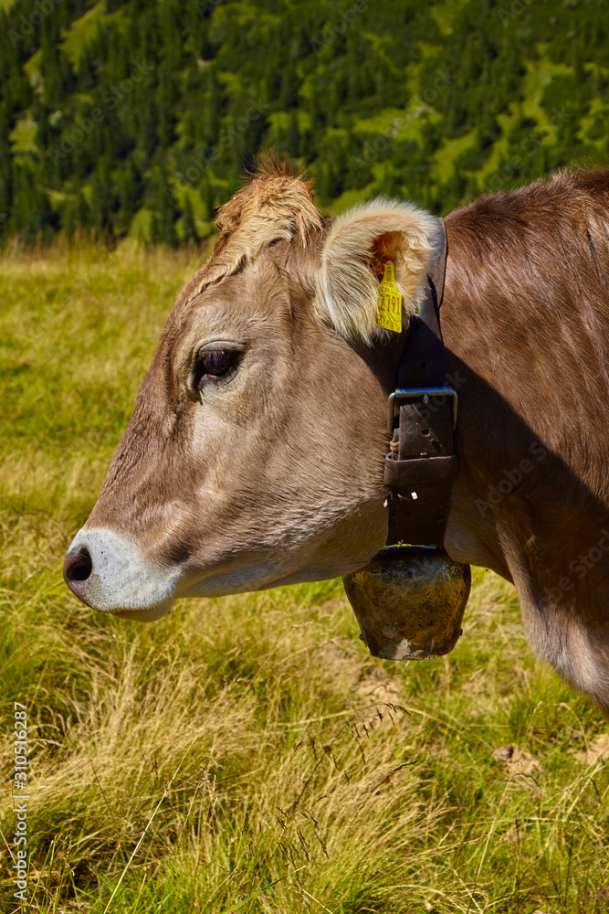 Beautiful portrait of an alpine cow in the mountains Beautiful portrait of an alpine cow in the mountains