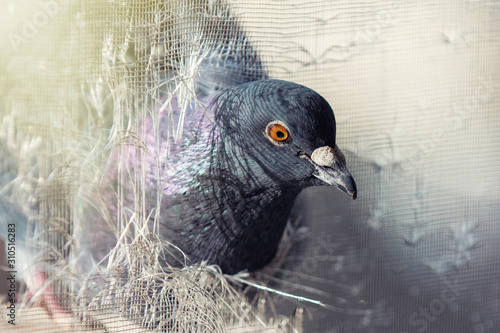 Pigeon peeks into a torn mosquito net. Columba livia