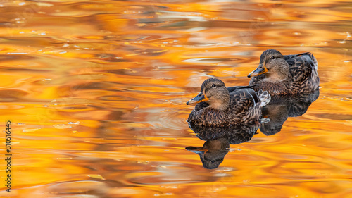 Two mallard duck on a beautiful water surface. Anas platyrhynchos. Female