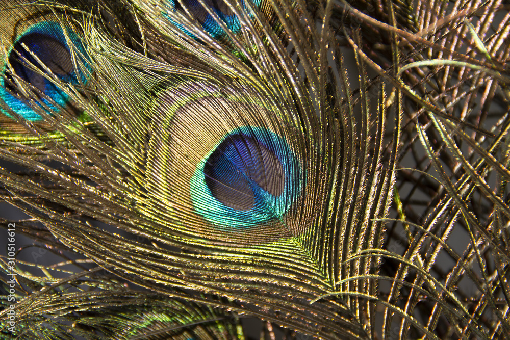 Obraz premium peacock feathers background