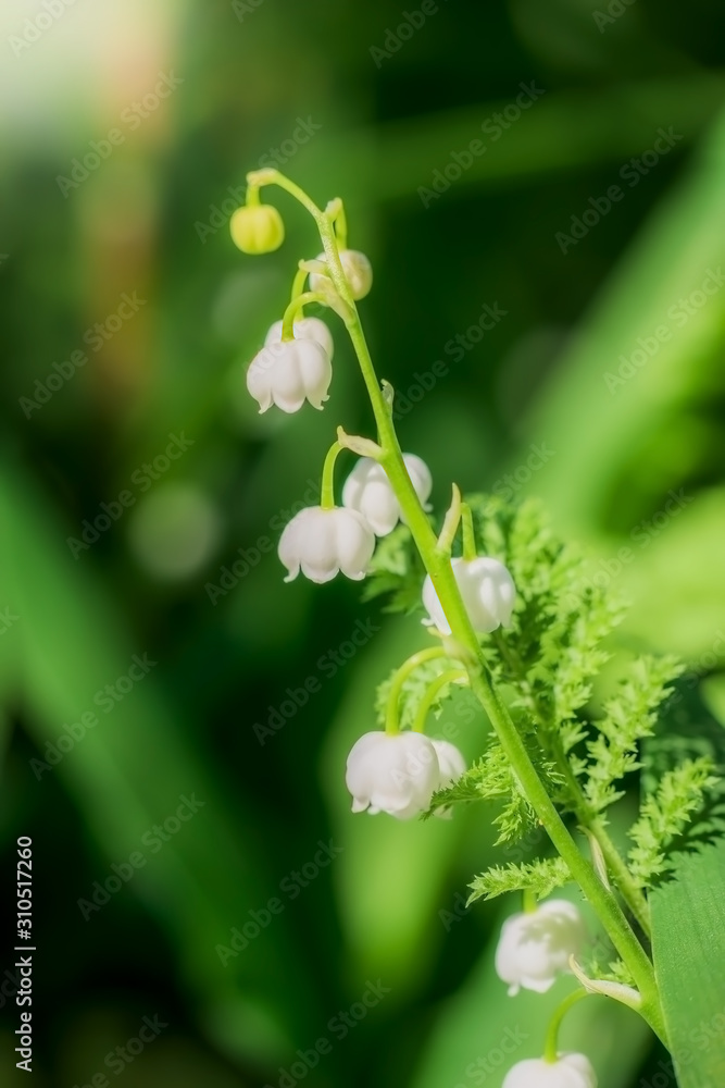 Spring flower lily of the valley close-up Spring flower lily of the valley close-up