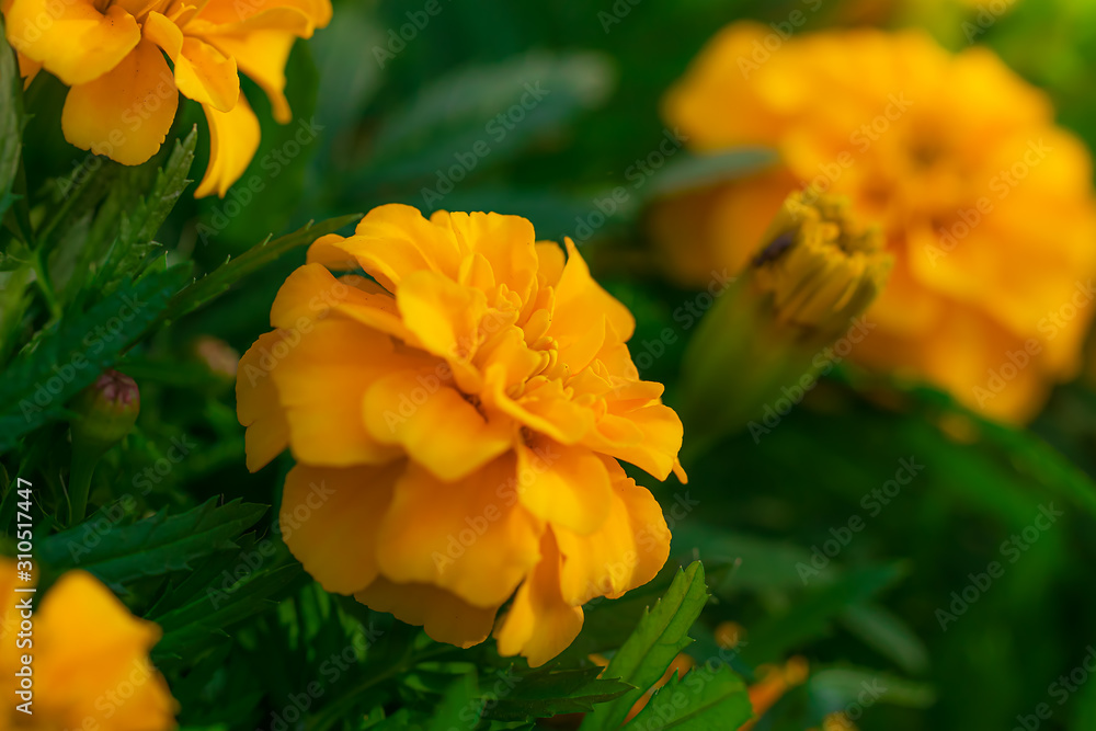 Flowering marigolds close-up Flowering marigolds close-up