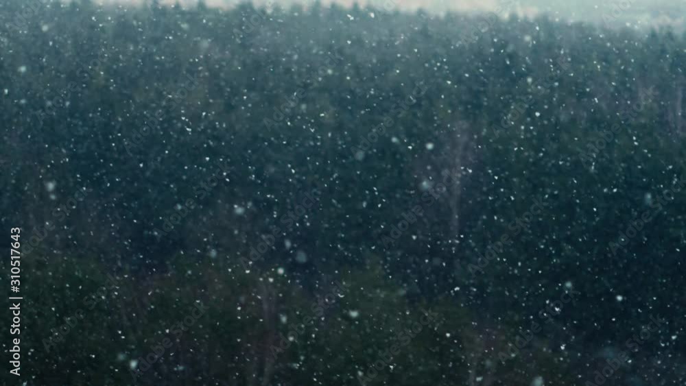 December snowfall falling in large flakes on the background of the forest December snowfall falling in large flakes on the background of the forest