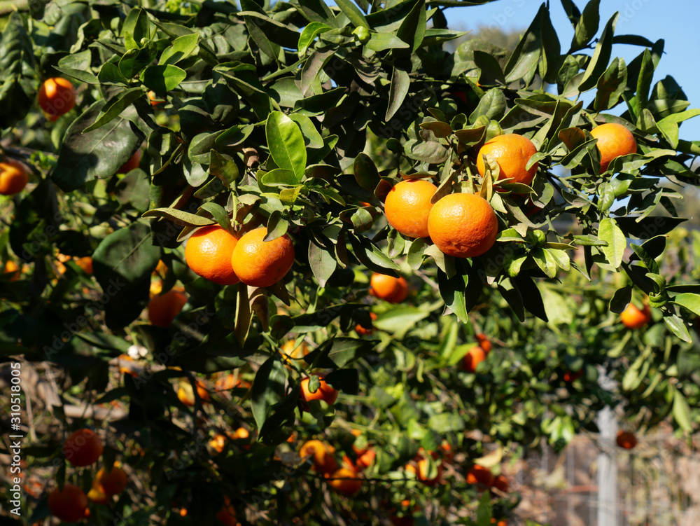 Fruit plant clementine
