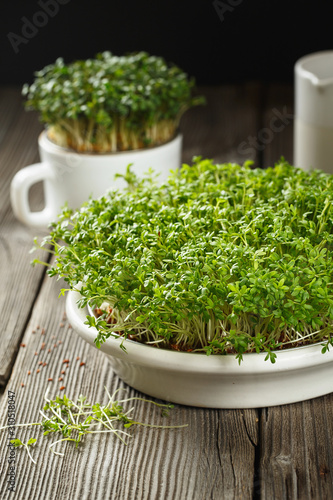 Close-up of watercress salad microgreens, green leaves and stems. Sprouting Microgreens. Seed Germination at home. Vegan and healthy eating concept. Sprouted cress Seeds, Micro greens.