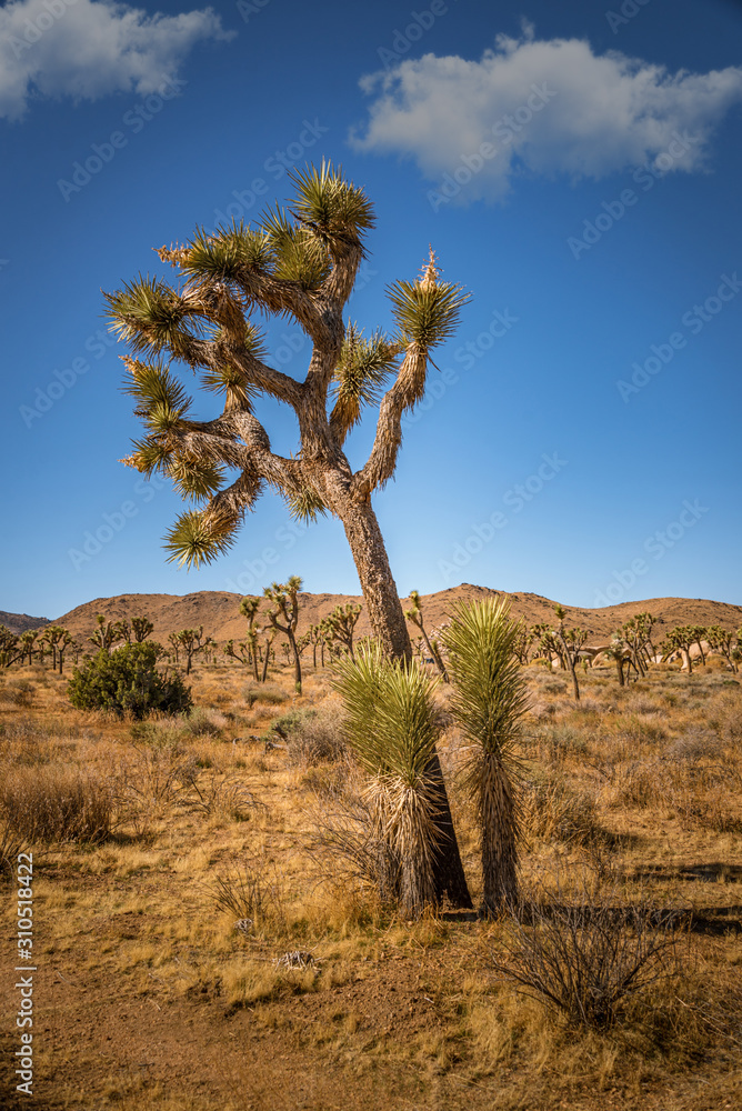 joshua tree