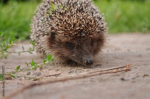 Beautiful face of a hedgehog. Young hedgehog. Portrait of a hedgehog on the background of nature. Predatory animal