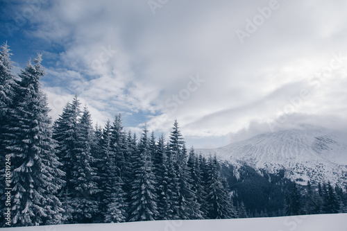 Beautiful winter nature landscape  amazing mountain view. Scenic image of woodland. Frosty day on ski resort. Location Carpathian  Ukraine. Superb winter wallpapers. Explore the beauty of earth