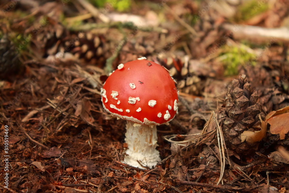 Red young poisonous fly agaric in the forest. Poisonous mushrooms grow in the forest. Collect mushrooms for food. Dangerous for health mushrooms Red young poisonous fly agaric in the forest. Poisonous mushrooms grow in the forest. Collect mushrooms for food. Dangerous for health mushrooms