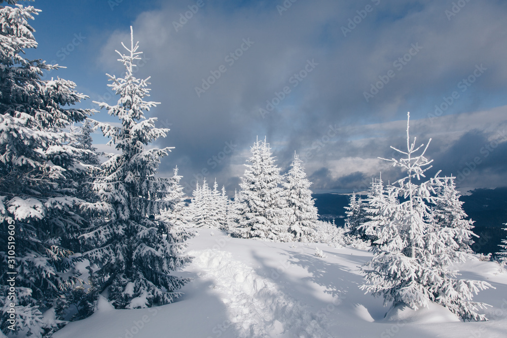 Beautiful winter nature landscape, amazing mountain view. Scenic image of woodland. Frosty day on ski resort. Location Carpathian, Ukraine. Superb winter wallpapers. Explore the beauty of earth