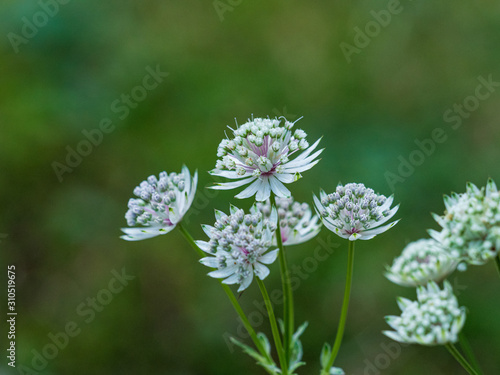 Astrantia major, also known as Great masterwort, an herbaceous perennial plant