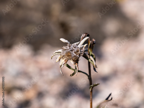 Fotografie, Obraz wilting edelweiss on blurred background
