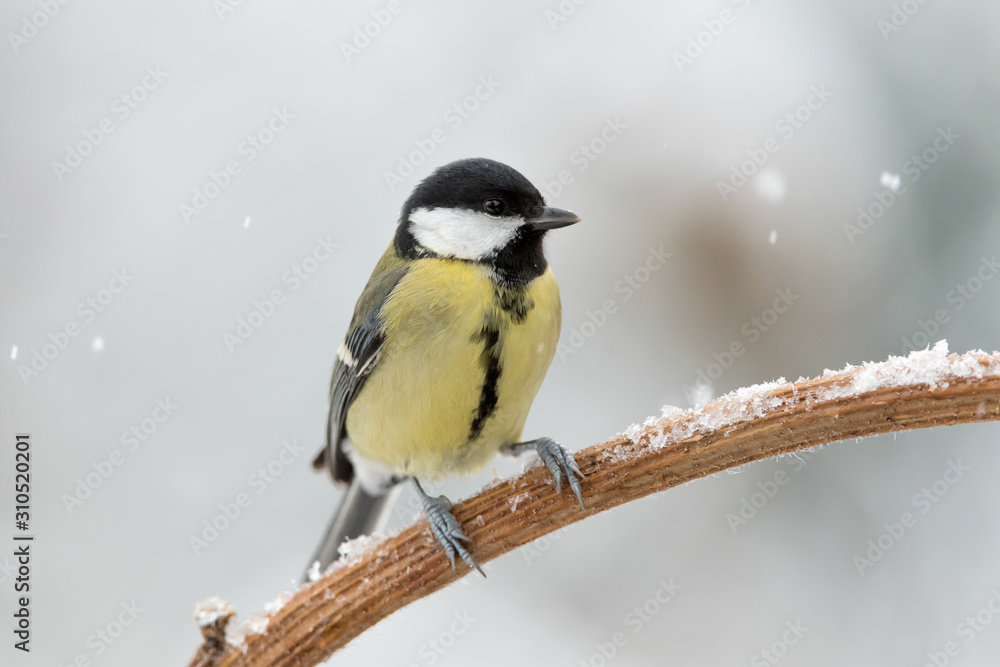 Obraz premium The Great tit under snowflakes (Parus major)