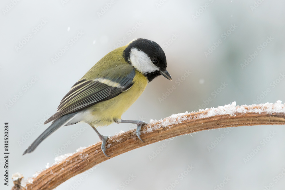 Great tit under snowfall (Parus major) Great tit under snowfall (Parus major)