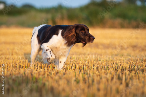 Kleiner Münsterländer 